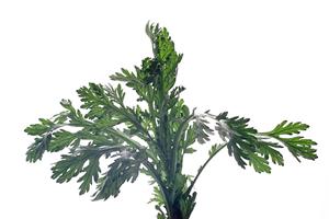 居酒家 土間土間 八重洲店 – 東京でのくつろぎの居酒屋体験