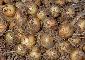 東京水タバコカフェは極上の癒やし空間