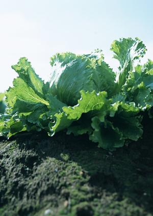 秋葉原で楽しむ新鮮海鮮と磯丸焼き体験！磯丸水産秋葉原店の魅力と特徴