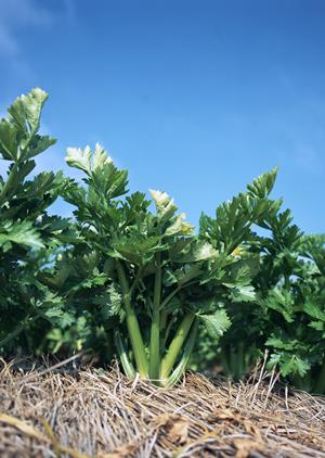 大阪・道頓堀で味わう伝説のすた丼！絶品ご飯とジューシーなお肉の魅力